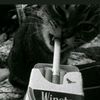 nour2025110