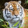 AnimalsfromAtoZ