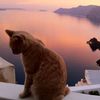 cat_bg_back