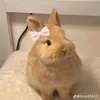 kwdhcbeiw