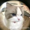 auliasisil91