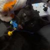 batcatbruce5