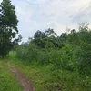 van_duy_lose