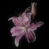 renad_aboode