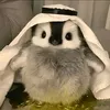 thuiitruyennaudio