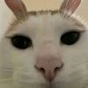 貓meme
