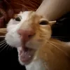 doomedwandererr