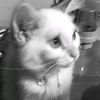 _marmutt11