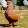 SOUROV’s pigeons