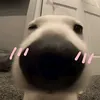 ngdanbacora.u2