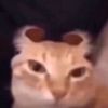 goffiestcats