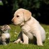 loveanimals847