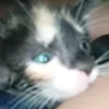 pykeko