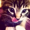 kittirrrr