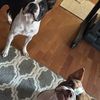 iggy.and.penny