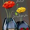 saiednaim123