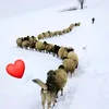 kuraــLadey