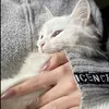 سـوُرٍيـهــ🎀
