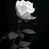 user9199208108470