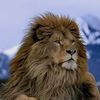 alzaeim.w