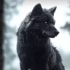 black.wolf_18