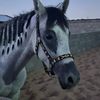 masherm3