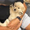 doug_thegolden