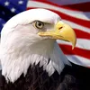 americaeaglee