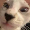 neverxever0.2