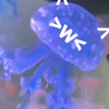 seapillz
