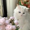 happiesstcip