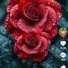 user8172902074653068