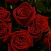 engy.shaheen8