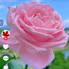 user5810182755398