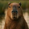 capybaranameun