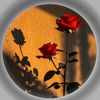 abbas.penhwar