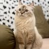MozzaTheCat