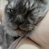 emmeicutii