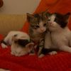 mlp.kittens