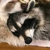 sleeping9223