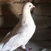 adzal.ali