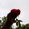 meherunjannat37