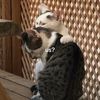 Daily Meow