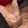 catvids11