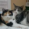 amica.dei.gatti1