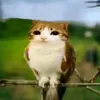 giquedeodeia_