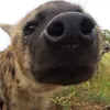 charlieebanatik