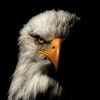 FAlcôN MïñD🦅