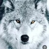 user6650099116950