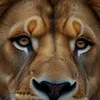 srour_12597gg7